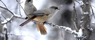 Hälsosamt ha skogen inpå knuten