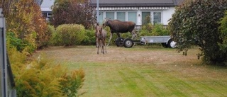 Älgfamilj i grannskapet