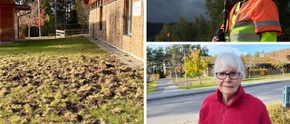 Efter vildsvinens bökande vid förskolan – här är rådet från jägaren: "En hund som kommer för nära kan få vildsvinen att gå till attack"