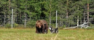 Här sätts hunden på prov av Permobilbjörnen