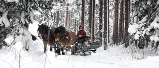 Lars-Olofs hästjobb är ett sant nöje