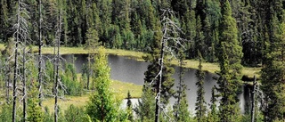 Naturreservat skapar konflikt för skogsägare