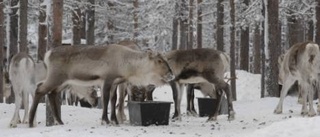 Renägare tillbakavisar kritik mot slakten