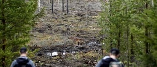 Måttsund har vackraste hygget