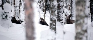 Älgar julfirar vid Grisberget