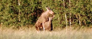 Tidig älg-akt i Ängesbyn