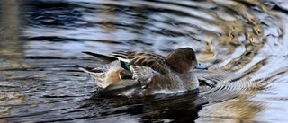 Skadad bläsand vid Malmudden