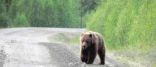 I dag smäller det i björnskogen