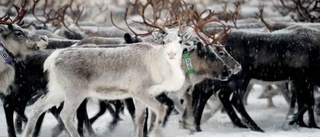 De får räkna med att tappa hälften av kalvarna