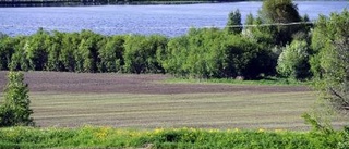 Svanar förstör böndernas åkrar