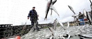 Ny webbsida listar alla fiskeregler