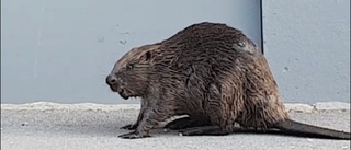 Här möter Pelle bävern på trottoaren - fångad på film