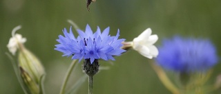 Liberalernas nya drag – plantera blommor hos väljarna