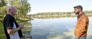 Massdöd av fisk i skogssjö