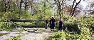 Bokträd delade sig och föll över väg