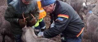 Renarnas skräckparasit infekterade barn