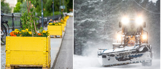 Snöovädret kostar miljoner – blir mindre pengar till blommor 