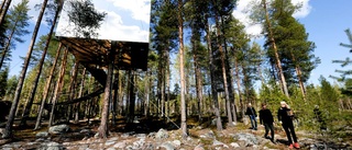 Lista: Här är kändisarna som besökt Treehotel