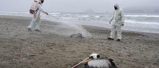 Fågelinfluensautbrott i Peru