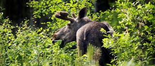 Älgbetesskadorna minskar i Norrbotten