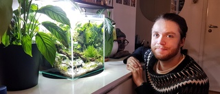 Daniel har ett akvarium utan fiskar: "Skulle vara rädd för att döda dem" • Hobbyn aquascaping är att skapa en levande tavla under vatten