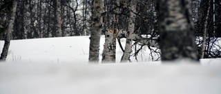 Efter stormvädret i Kiruna