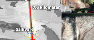 Hunden släpades efter bilen i flera kilometer – dog