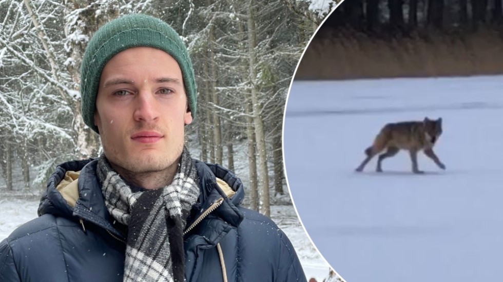 En ung varg sprang över sjön Uren på onsdagsmorgonen och Olle Hansson fångade djurets löptur på film. 