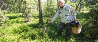 Björn Mildhs hjärta slår för gamla naturskogar