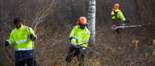 Många uppdrag i Naturnära jobb