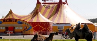 Cirkus kring Maximums Älvsbybesök