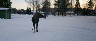 Läsarnas möten med de ilskna älgarna