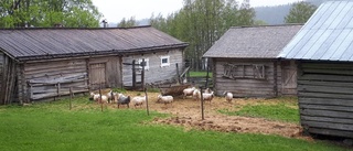 Vårresa till Greta, Lisa och Ebbas Gallejaur