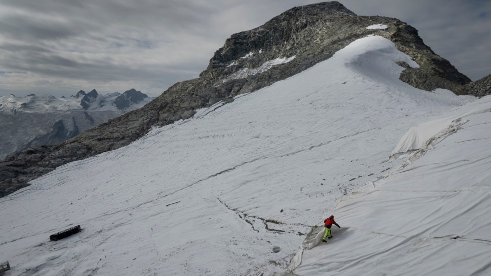 En anställd justerar en gigantisk presenning (till höger) på den schweiziska glaciären Corvatsch. Skyddet ökar chanserna till skidåkning i området ett tag till.