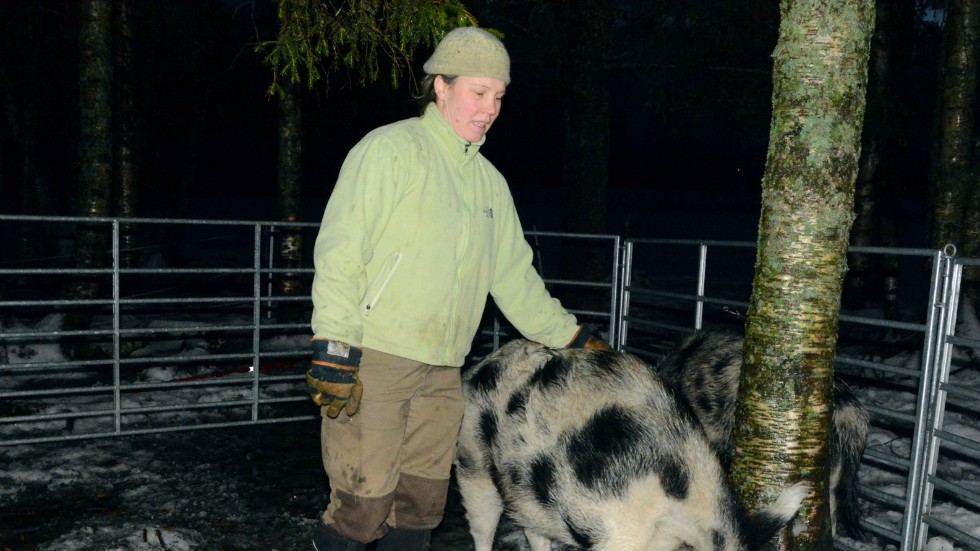 Katarina Brandt har sina grisar vid Bodön, nära Sävast. Den här bilden är från 2013 och visar ett av svinen som kom från Hägnan.