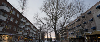 Poppelns framtid ser fortsatt mörk ut