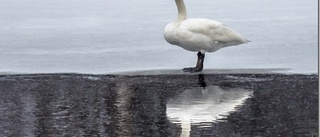 Tidigt vårtecken … eller långsam i flytten?