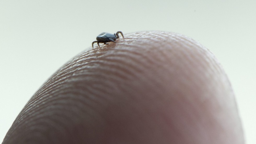 Fästingar kan sprida bakterier och virus. Vilket kan säga vara en del av innehållet i denna debattartikel. 