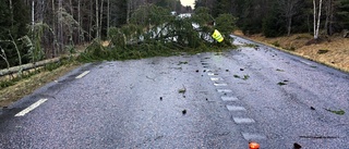 Träd blockerade halva riksväg 23