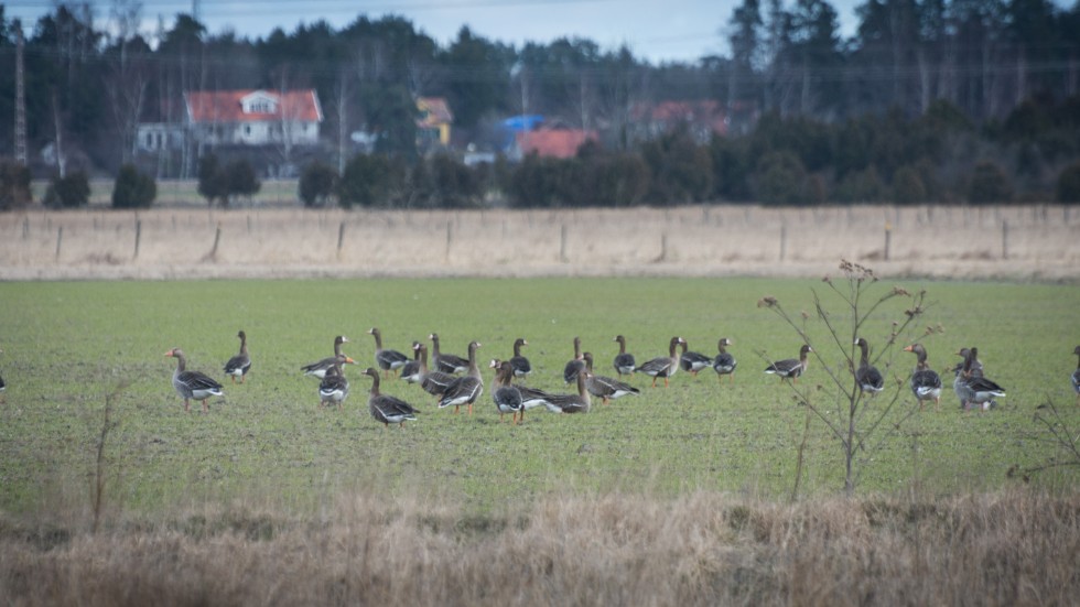 Bläsgässen är bara här under mars-april, sedan ska de vidare till Rysslands tundra.