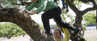 Få äpplen på årets skördefest på Wik