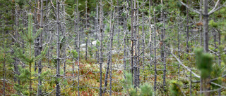 Älgbetesskador fortsätter vålla stora problem