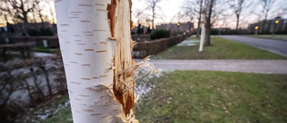 Hoppet lever för Malmös vandaliserade träd