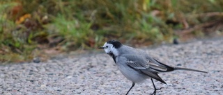 Riktig raritet bidrog till bra placering i rallyt