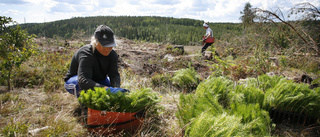 Skydda skog för skogsbruk     