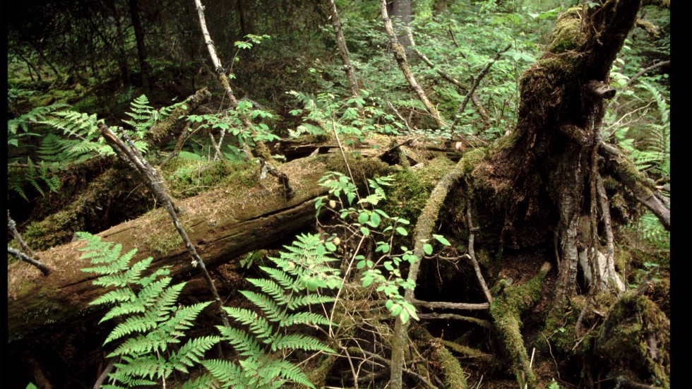 Vi satsar på att stoppa överfisket och bevara levande sjöar och hav, skydda värdefull natur samt ersätta skogsägare som låter värdefull skog stå, skriver debattörerna.