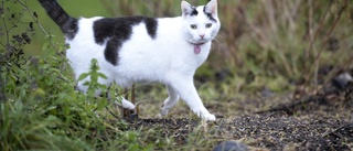 Fullt med kattskit på Djupviken