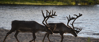 Nytt fall av CWD konstaterat  