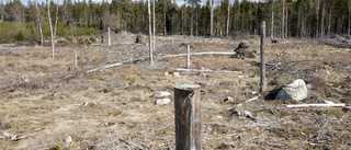 Så står partierna i frågan om skogen