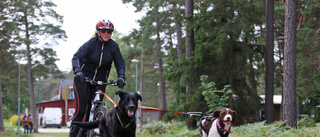 Här spänner de hunden för cykeln